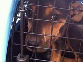 Police pulled over a minivan carrying four caged puppies on its roof after dozens of calls poured in to 911 centres in northeast Ohio.