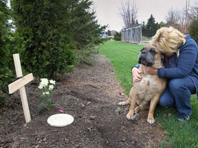 Janice Emery and her dog Gracie are shown April 16, 2015, at a backyard gravesite for her chihuahua Maggie, that was killed recently by a coyote at her Con. 2 Road North home in Amherstburg.  (DAN JANISSE/The Windsor Star)