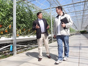 Brad Duguid (L), Ontario Minister of Economic Development, Employment and Infrastructure and Steve Enns, owner of Enns Plant Farm are shown during a tour of the greenhouse operations on Friday, April 24, 2015, in Leamington, ON. (DAN JANISSE/The Windsor Star)