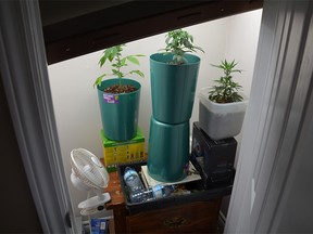An image provided by Chatham-Kent police showing marijuana plants being cultivated at the residence of a 16-year-old male in Blenheim. Police raided the address on April 20, 2015. (Handout / The Windsor Star)
