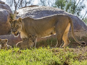 For a mother, feeding a growing teen is like throwing fresh meat in a lion's cage. It's never enough.