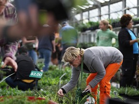 In this file photo, patrons of the 2013 City of Windsor plant sale at the Lanspeary Park greenhouse. (Dax Melmer / The Windsor Star)