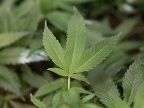 Marijuana plants at a dispensary in Oakland, California, are shown in this 2011 file photo. (Jeff Chiu / Associated Press)