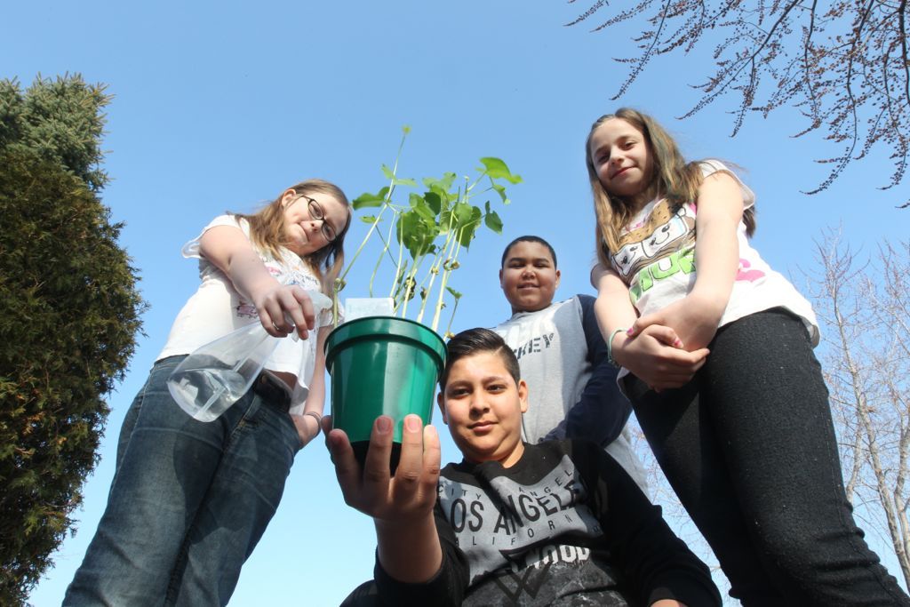 Community garden sprouts at Roseville Public School Toronto Sun