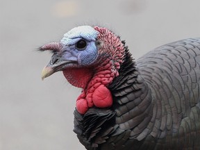 An urban turkey is shown  hanging out in the McGregor area in this 2012 file photo. (Jason Kryk / The Windsor Star)