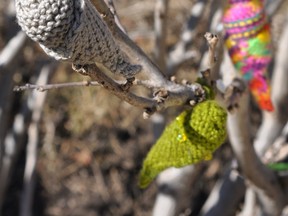 The David Suzuki Foundation called on Canadians to knit cozy cocoons for monarch butterfly caterpillars and hang them in trees April 1, 2015. It was an April Fool's Day joke to raise awareness. (Courtesy of David Suzuki Foundation)