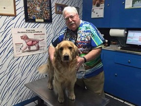 This photo taken April 13, 2015, and provided by Sara Cavallaro shows Dr. Michael Lappin, 66, during an examination of his golden retriever, Isaac, at The Animal House, Lappin’s office in Buzzards Bay, Mass. When Lappin graduated from Michigan State, the average golden retriever was living 16 or 17 years. Today, he says that's down to 9 or 10. The Morris Animal Foundation launched a lifetime cancer study of 3,000 dogs to see if they could figure out why so many are dying so young. Isaac is No. 64 in the study. (Sara Cavallaro via AP)