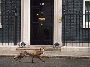 A fox runs past the front door of 10 Downing Street in central London on May 6, 2015, on the eve of a general election in Britain. Britain's political leaders launched their last day of campaigning Wednesday for the most unpredictable election in living memory which could yield no clear winner and weeks of haggling over the next government.  AFP PHOTO / LEON NEALLEON NEAL/AFP/Getty Images