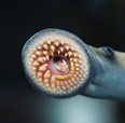 Undated handout photo of the mouth of a sea lamprey. Sea lampreys use their sucker mouths and teeth to attach to fish and feed on their innards. Ted Lawrence / Fisheries and Oceans Canada.