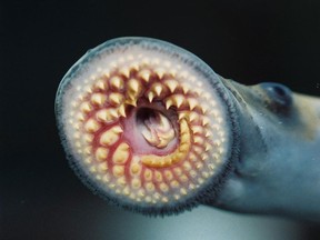 Undated handout photo of the mouth of a sea lamprey. Sea lampreys use their sucker mouths and teeth to attach to fish and feed on their innards. Ted Lawrence / Fisheries and Oceans Canada.