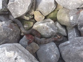The Windsor and Essex County Humane Society is investigating after a northern water snake was struck with rocks and left to die on some rocks near the Detroit River. (Courtesy of Windsor-Essex County Humane Society)