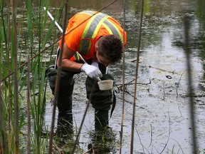 Windsor, ONT. May 29, 2015 -- Jarrett Sorko checks for mosquito larvae at Ojibway Nature Centre, where Dr. Wajid Ahmed, associated Medical Officer of Health (acting) for Windsor-Essex County Health Unit held a press conference to bring awareness to West Nile virus.  (NICK BRANCACCIO/The Windsor Star).