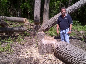 The city of Windsor’s former forestry manager, Bill Roesel, on Peche Island is shown with felled cottonwood trees in 2011. (Courtesy of the Ojibway Nature Centre)