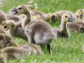 A gaggle of goslings are shown on Monday, May 25, 2015, grazing along the waterfront near the Ambassador Bridge. (DAN JANISSE/The Windsor Star)