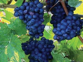 grape-clusters-Expore-the-shore-board-cmyk-forweb