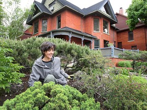 Robin Wilds who owns a home in the area of Janette and Chatham does some landscaping in her front yard on Tuesday, May 12, 2015. The city wants to add area homes to the heritage register, hoping that it can preserve the area's older flavour and maybe even help jumpstart the rejuvenation process. (DAN JANISSE/The Windsor Star)