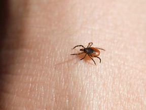 Black-legged deer tick. (Fotolia.com)