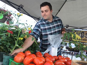 Mitch Bouchard, of Bouchard Gardens, prepares a tomato plant for a customer at the opening Saturday of the Downtown Farmers Market, Saturday, May 30, 2015.  (DAX MELMER/The Windsor Star)
