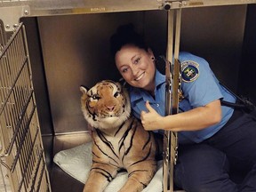 Kent County animal control officer Rachel Jensen poses with a stuffed tiger found on the driveway of a vacant home in Grand Rapids, Michigan, on May 28, 2015. (Kent County via AP)