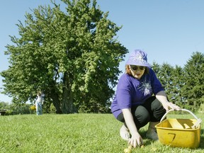 HARROW - Margie Luffman picks up pears from a 200 to 250 year-old Jesuit pear tree in this file shot from 2014 to preserve the ancient species.