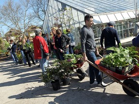 Hundreds turned out for the annual City of Windsor spring plant sale at the city nursery on Giles Blvd. in Windsor on Saturday, May 2, 2015. Some lined up as early as 7 a.m. in hopes of scoring the perfect addition to their yard.                  (TYLER BROWNBRIDGE/The Windsor Star)