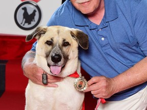 Rob Sheardown’s heroic dog, Bella, was inducted today into the 2015 Purina Animal Hall of Fame. (CNW Group/Purina Animal Hall of Fame)
