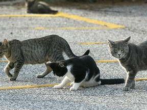 Windsor has to get serious about putting more funding into spay/neuter programs if it hopes to make a dent in the city’s feral cat population. (DAN JANISSE / Windsor Star files)
