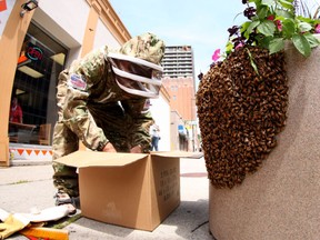 Dale Baxter, an amateur beekeeper from Essex, removes a swarm of bees that gathered on a downtown Windsor, Ont. planter on Wednesday, June 24, 2015. (DYLAN KRISTY/The Windsor Star)