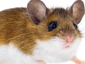 Federal scientists have documented a sharp surge in human cases of the nasty virus, which is transmitted via droppings from the commonplace deer mouse