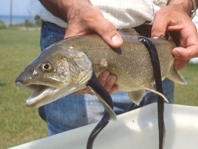 Two sea lampreys attached to a lake trout.