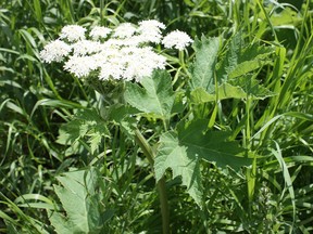 Cow parsnip has smaller leaves than the Giant Hogweed and are not as jagged. Also the stem does not have the purple blotches and sometimes has soft fuzzy hairs. (Courtesy of Diana Shermet)