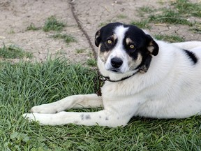 Windsor, Essex and now Kingsville have put a tethering dog bylaw into place. (Fotolia.com)