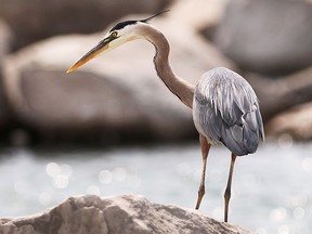 A heron stands on a rock along the Detroit river near downtown Windsor ON. on Tuesday, June 9, 2015. (DAN JANISSE/The Windsor Star)