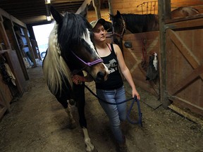 Kassi Sargent works with her rescued horse Tacoma in Essex on Friday, June 5, 2015. Sargent was able to rescue the horse due to funding from the Student Venture Program.               (TYLER BROWNBRIDGE/The Windsor Star)