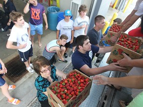 June 10, 2015 -Volunteers unload strawberries from Raymont Berries during preparations for the 2015 Strawberry Festival to be held at Gil Park in LaSalle, Ontario starting Thursday June 11, 2015. Dozens of volunteers were on hand to begin hulling the strawberries as they came off the truck. (JASON KRYK/The Windsor Star)