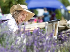 Bobbi Wagner, a local artist, paints a garden of Lavender at the 4th Annual Lavender Festival sponsored by Serenity Lavender Farm located at North 42 Degrees Estate Winery in Colchester, Sunday, June 28, 2015.  (DAX MELMER/The Windsor Star)