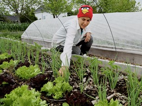 Rashel Tremblay, an organic vegetable and herb farmer at Locally Germinated, will be hosting a number of Foraging for Wild Edibles walks on the Tilbury, Ont. farmers cooperative. Photo Taken on Monday June 1, 2015. Diana Martin/Chatham Daily News/Postmedia Network