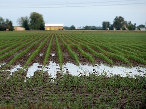 Standing water is seen in a field along County Road 46 near Windsor on Monday, June 1, 2015. Heavy rain over the weekend has left field saturated with water.              (TYLER BROWNBRIDGE/The Windsor Star)