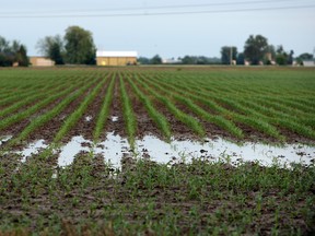 Standing water is seen in a field along County Road 46 near Windsor on Monday, June 1, 2015.              (TYLER BROWNBRIDGE/The Windsor Star)