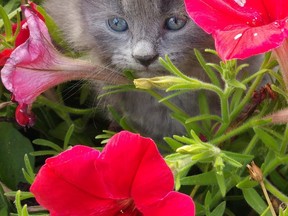 Jax a Fluffy Kitten. (Fiona McGuire/special to The Star)