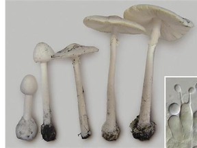 Specimens of Amanita bisporigera at varying stages of maturity collected from the fruiting patch where the patient and her husband had foraged. Inset shows the two-spored basidium, which is characteristic of the species. Doctors are warning people who forage for wild mushrooms to educate themselves about edible species after a woman who ingested a highly poisonous variety needed a life-saving liver transplant. THE CANADIAN PRESS/HO-Reprinted from Canadian Medical Association Journal