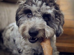 Mowgli a Mini Aussiedoodle (Natasha Lannicello/special at The Star)