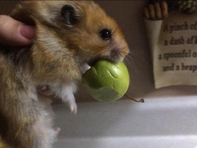 Lucy, a Hamster. (Natalie Turko/special to The Star)