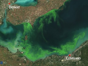 The 2011 algal bloom in Lake Erie is shown in a NASA satellite image. A rainy June has scientists predicting the 2015 algal bloom in Lake Erie could be severe, worse than 2013 and perhaps approach the record 2011 season.