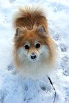 Lily a Pomeranian. (Jaclyn Klapowich/special to The Star)