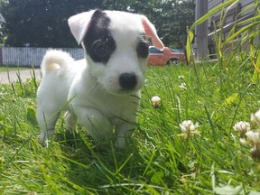 Iris a Jack Russell. (Alexandra McCaig/special to The Star)