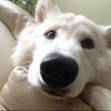 Willow, a White German Shepherd. (Alexandra McCaig/special to The Star)