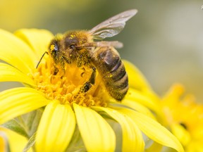 The bees are dying, but can we really blame neonicotinoid pesticides for a global epidemic?