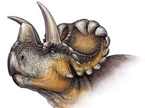 A artist's rendition of Wendiceratops is shown in a handout photo. Another new species of dinosaur with a bizarre and elaborate array of horns and shields on its face has emerged from the hills and hoodoos of southern Alberta.THE CANADIAN PRESS/HO-Danielle Dufault