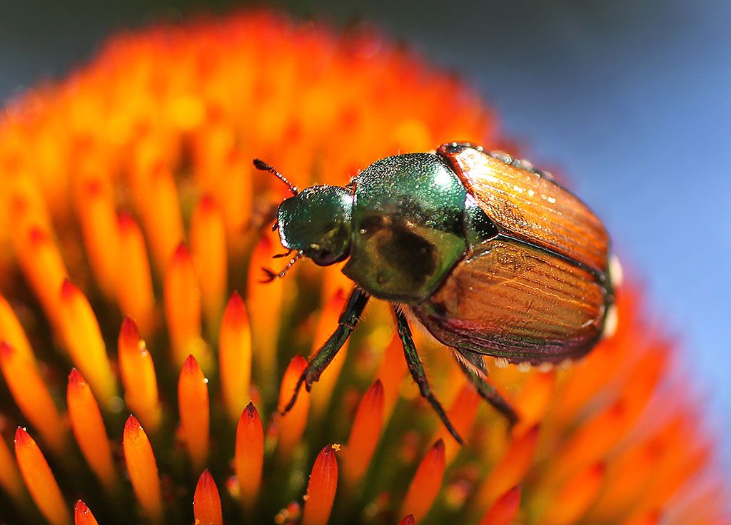 Avid gardener bugged by Japanese beetles Windsor Star